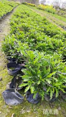 高度15厘米木春菊