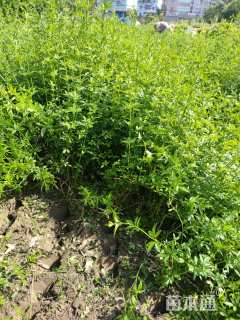 高度60厘米云南黄馨