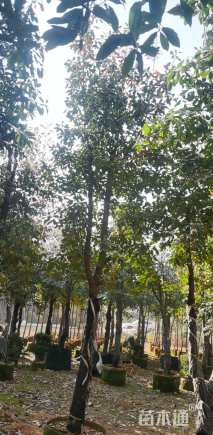 高度350厘米球花石楠