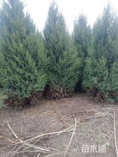 高度300厘米望都塔桧