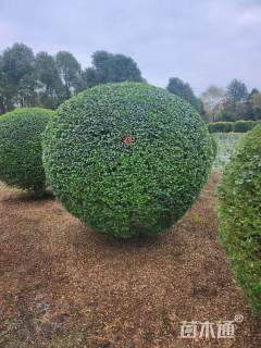 冠幅120厘米小叶女贞球