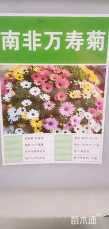 万寿菊种子