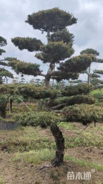 15公分造型五针松