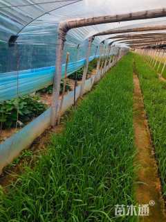 高度25厘米紫露草