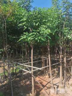 10公分洋红风铃木