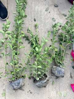 高度30厘米卫矛