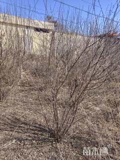 高度180厘米丛生榆叶梅