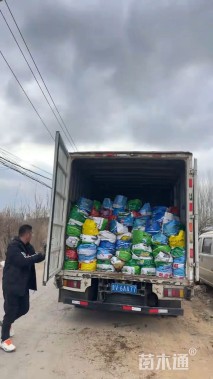 大杯苗樱桃鼠尾草