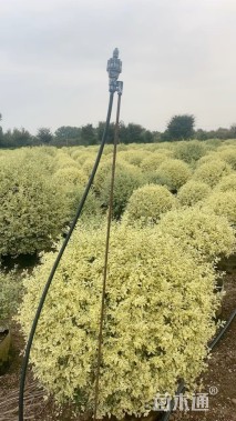 高度140厘米金姬小蜡