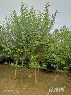 高度250厘米木槿