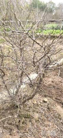 高度180厘米龙游梅