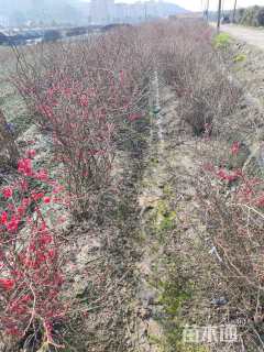 冠幅100厘米贴梗海棠球