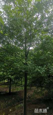 15公分北美红栎