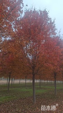 25公分美国红枫