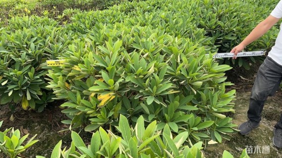 高度140厘米结香球