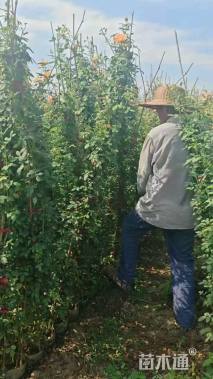 120厘米藤本月季