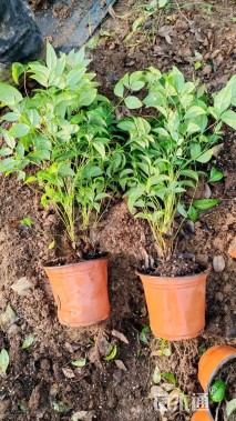 高度40厘米火焰南天竹