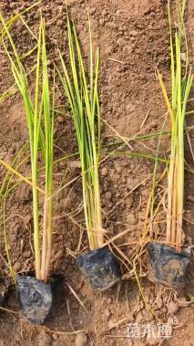 高度40厘米水葱