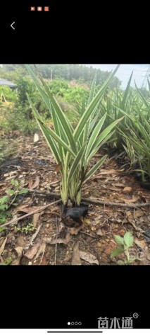 高度20厘米山管兰