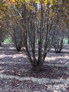 高度4500厘米丛生紫叶李