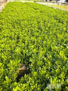 高度20厘米海桐