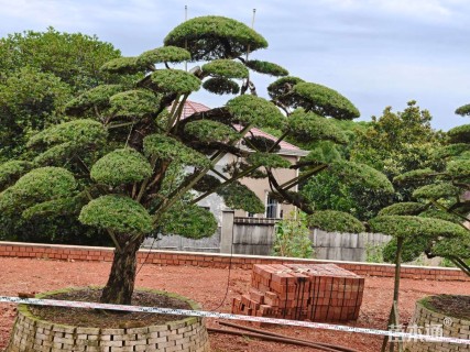 容器苗造型罗汉松