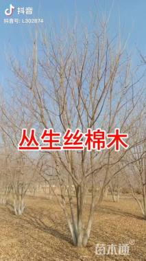 8公分金叶丝棉木