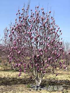 15公分红花玉兰