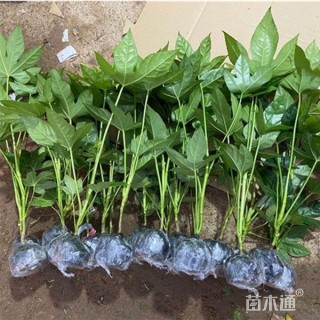 高度35厘米八角金盘小苗