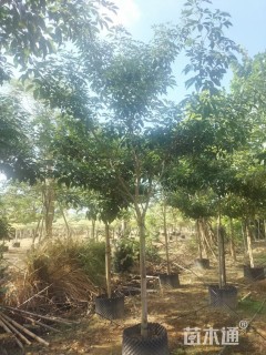 5公分紫花风铃木