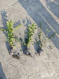 高度30厘米小叶女贞