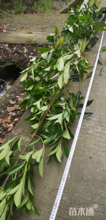 高度300厘米法国冬青