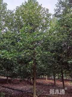 15公分乐昌含笑