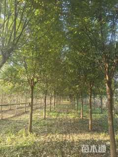 16公分国槐