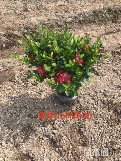 高度30厘米夏鹃
