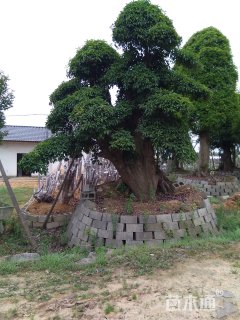 造型椤木石楠