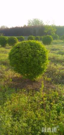 冠幅150厘米火棘球