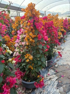 高度30厘米海芋