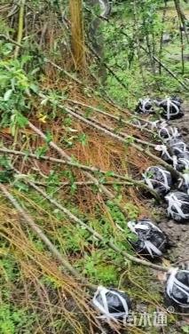 高度250厘米贴梗海棠