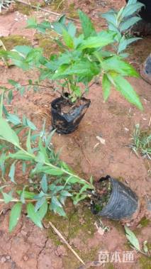 高度30厘米粉花绣线菊