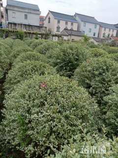 冠幅150厘米银姬小蜡球