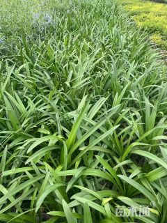 高度40厘米百子莲