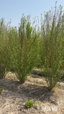 高度300厘米丛生木槿