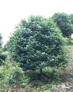 冠幅150厘米茶花球