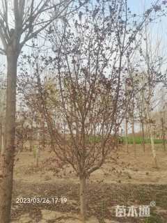 10公分垂丝海棠