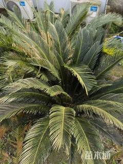 裸干高50厘米铁树