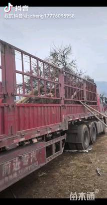 高度250厘米羽毛枫