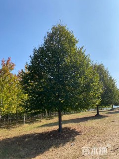 15公分欧洲小叶椴