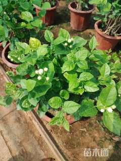 高度30厘米茉莉花