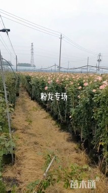 高度200厘米月季